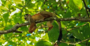 "monkey resting in tree"