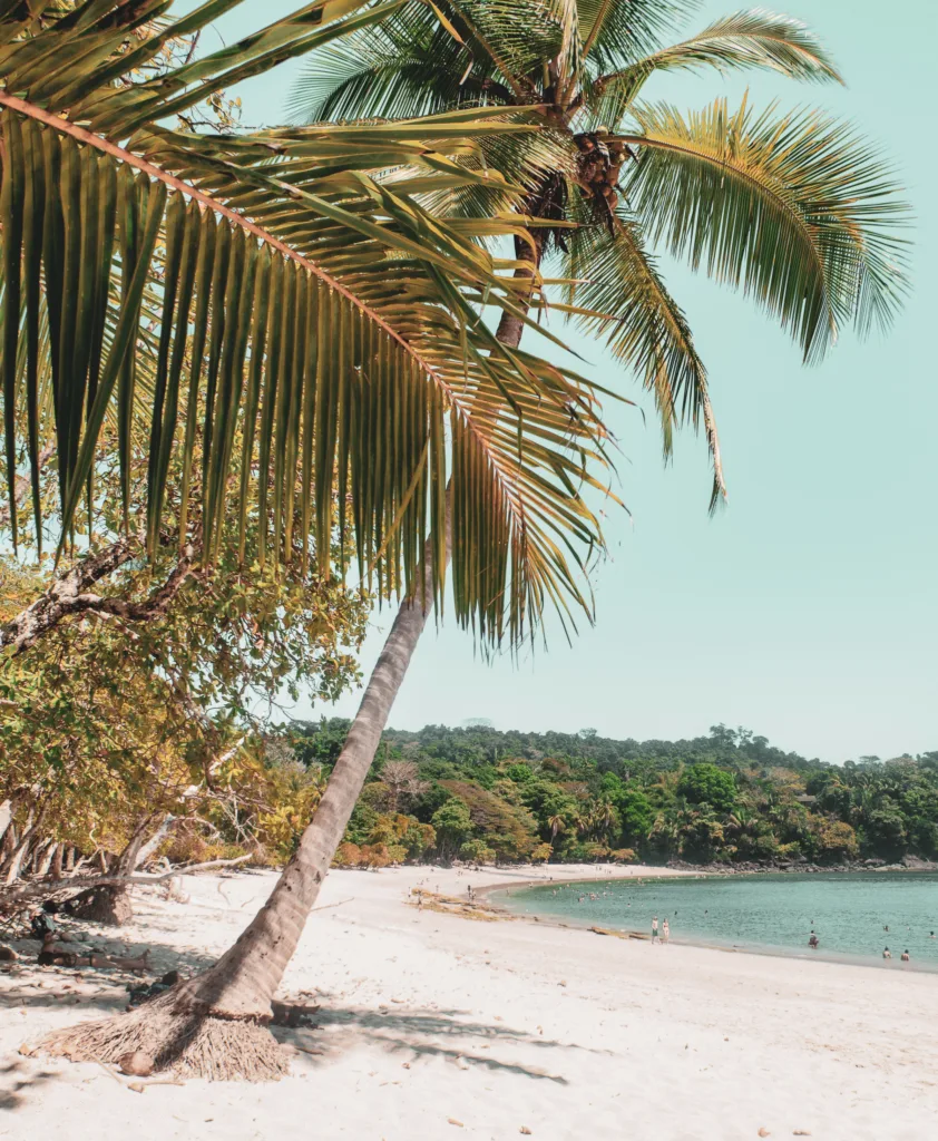 "palm tree in costa rican beach"