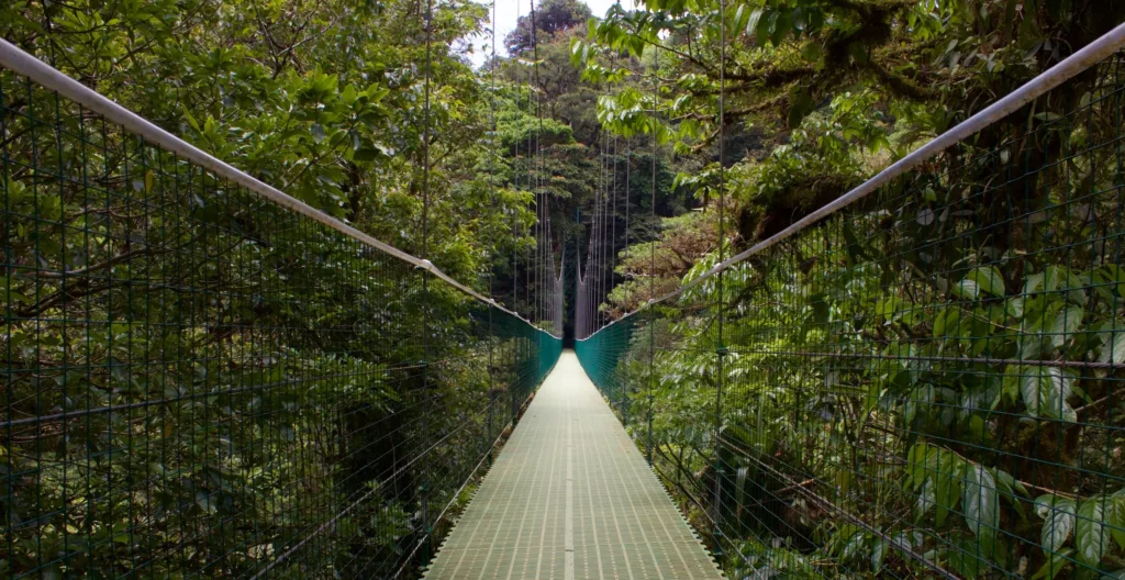 "hanging bridge in cloud forest"