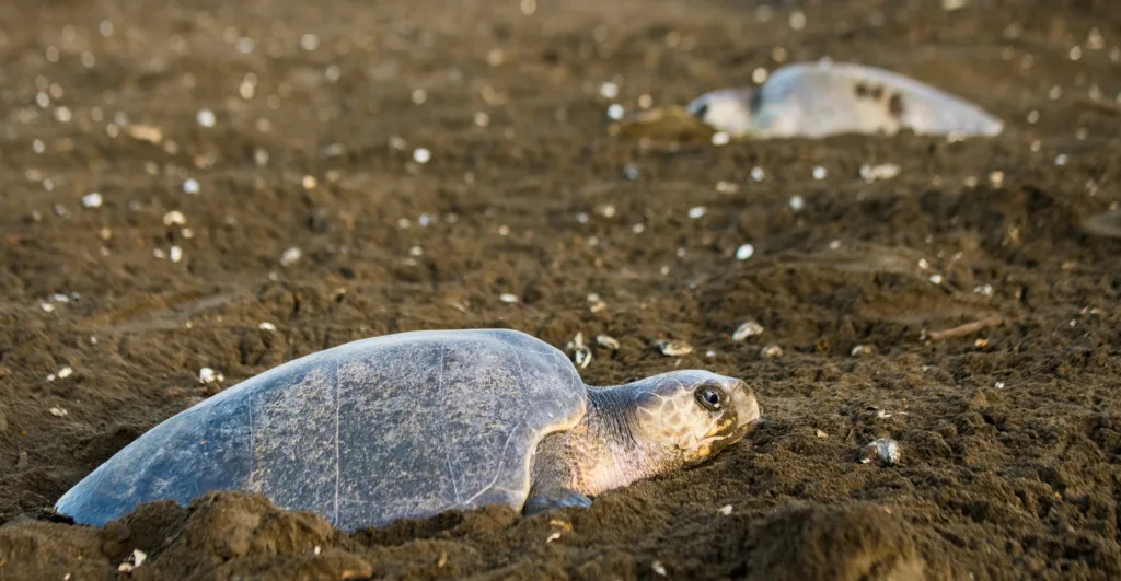 "sea turtles in beach"