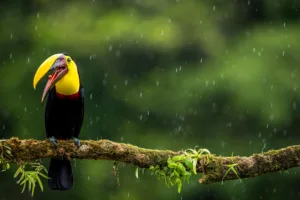 "toucan on a branch"