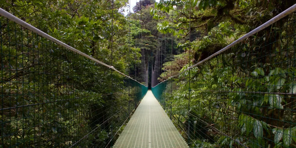 "hanging bridge in cloud forest"